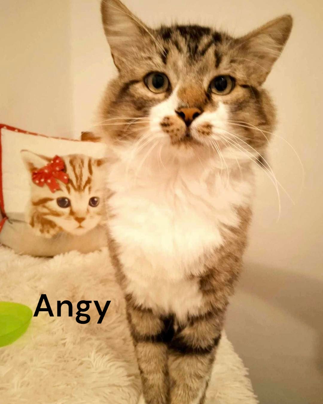 adopter un chat bruxelles